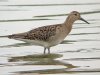 Ruff at Vange Marsh (RSPB) (Steve Arlow) (104693 bytes)